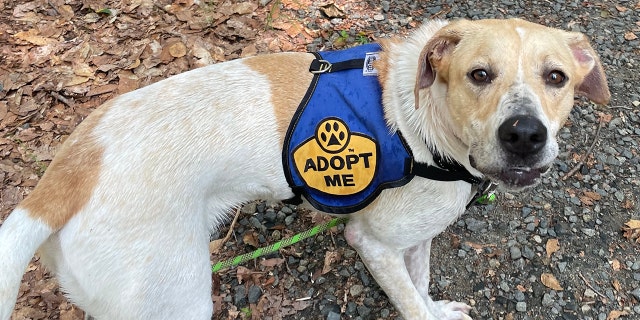Adoptable dog Lionell