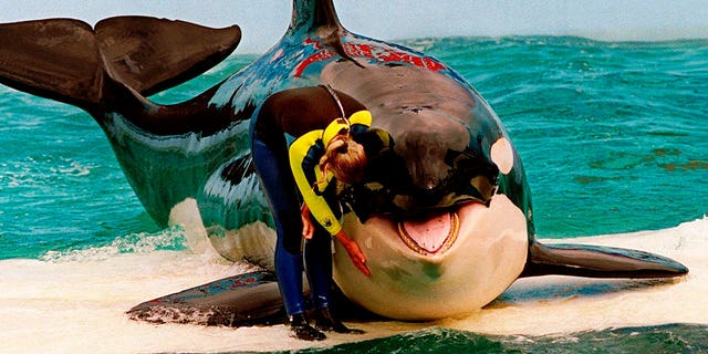 trainer pets lolita the orca