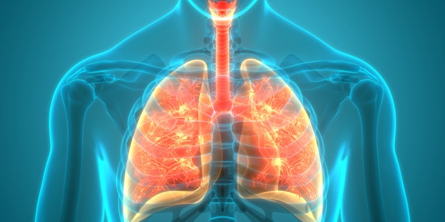 Lung diagram