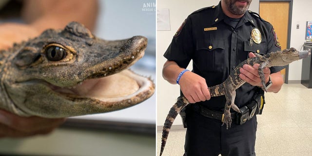 malnourished alligator split