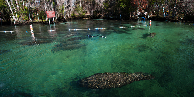 Manatees swimming in Florida river