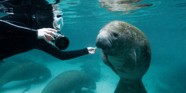 Manatee with diver