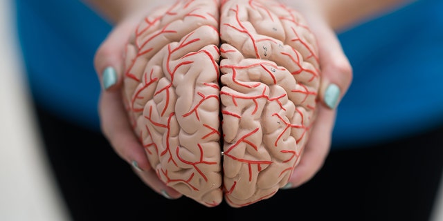 A model of a human brain