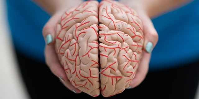 A model of a human brain