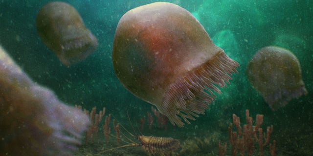 Jellyfish fossil found