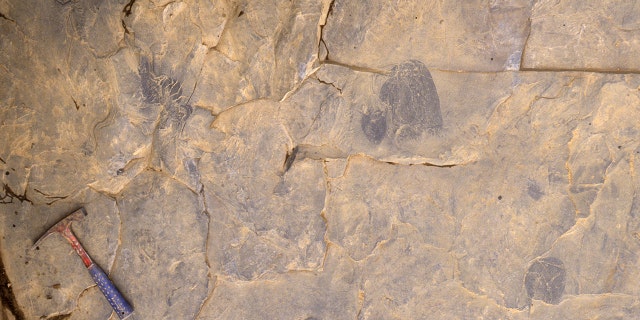 Jellyfish found in rock