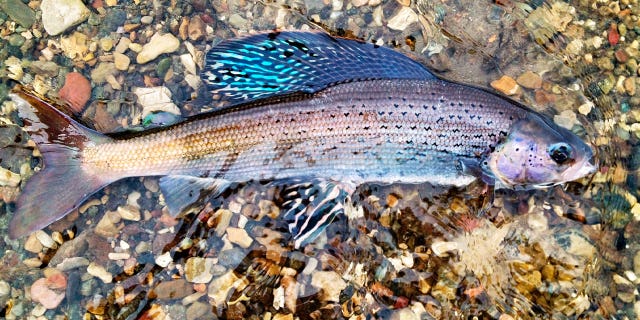Arctic grayling