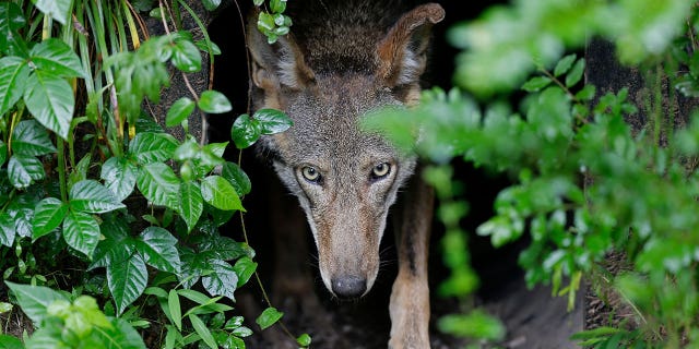 red wolf