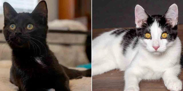 A black cat split with a mostly white cat with black spots. Both cats are very handsome.