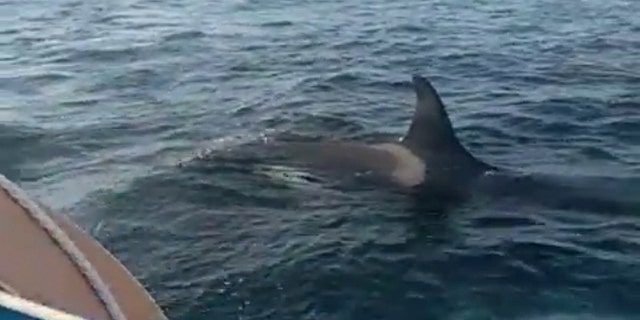 Sailor boat orca