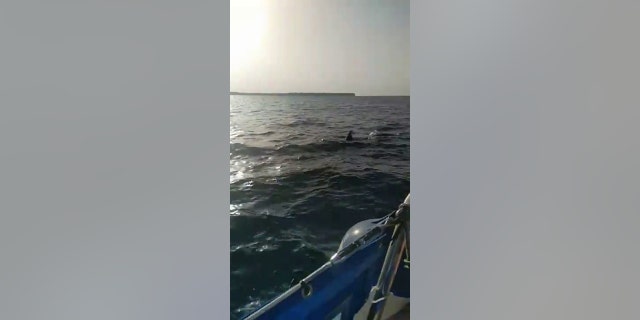 Orca attack