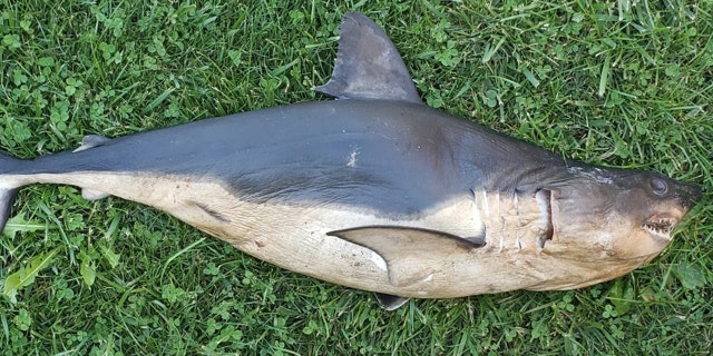 salmon shark