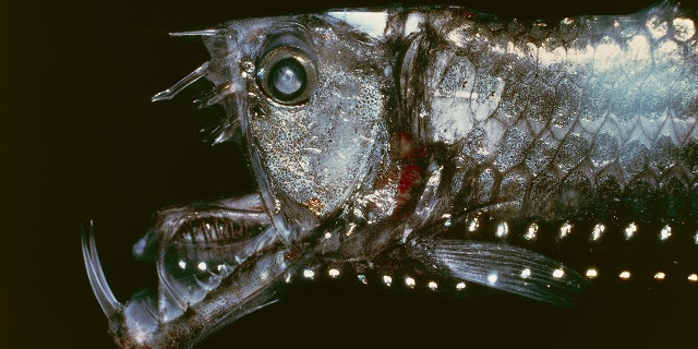 Sloane's viperfish