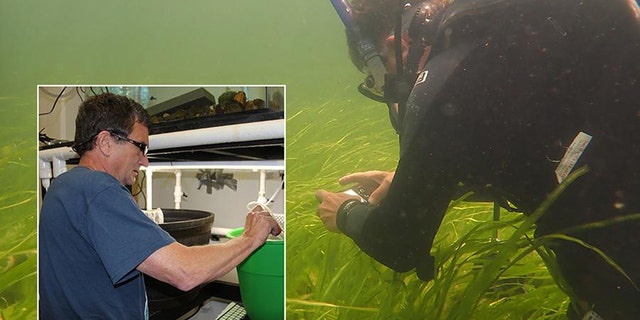 Pennsylvania State University's Jay Stauffer dives for Chesapeake logperch and cultures logperch in lab.