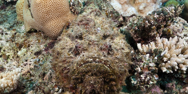 A stonefish in the ocean