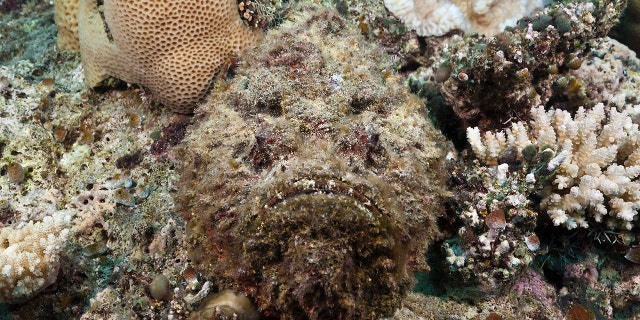 A stonefish in the ocean