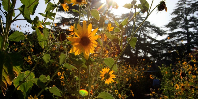 Sunflower garden