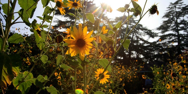 Sunflower garden