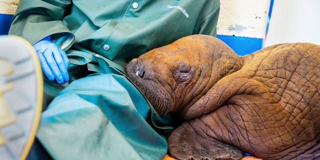 walrus calf