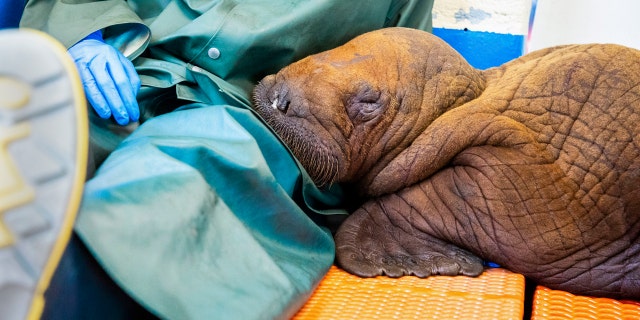 Rescued walrus calf