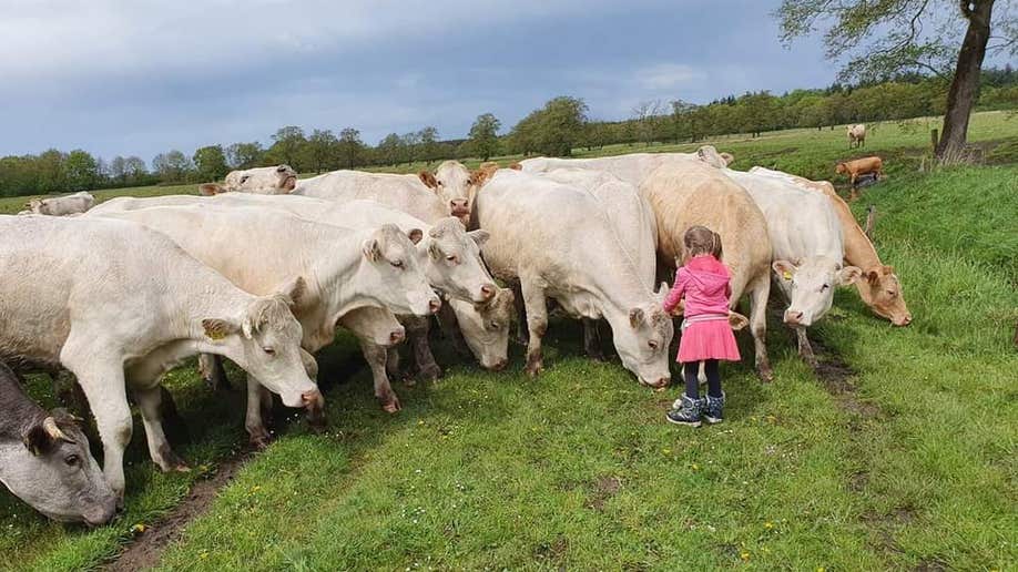 nitrogen emissions policy netherlands farmers