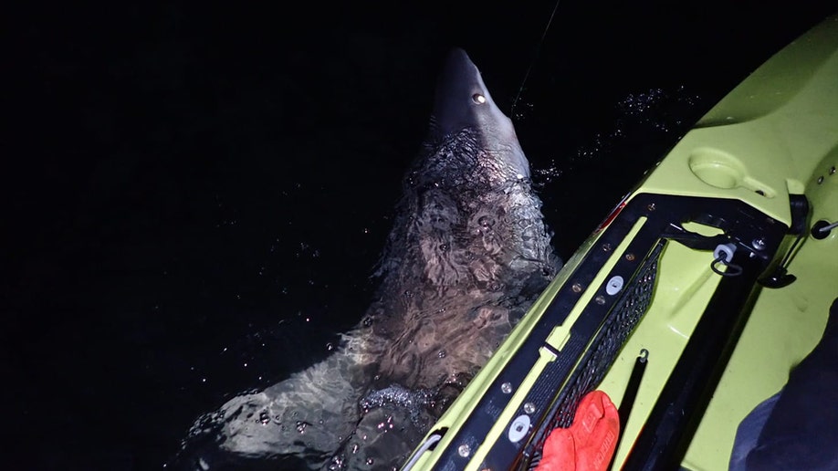 Close-up view of shark head under kayak.