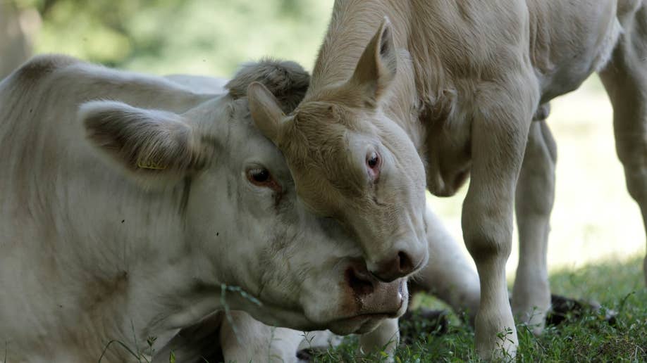 Cattle in the Netherlands.