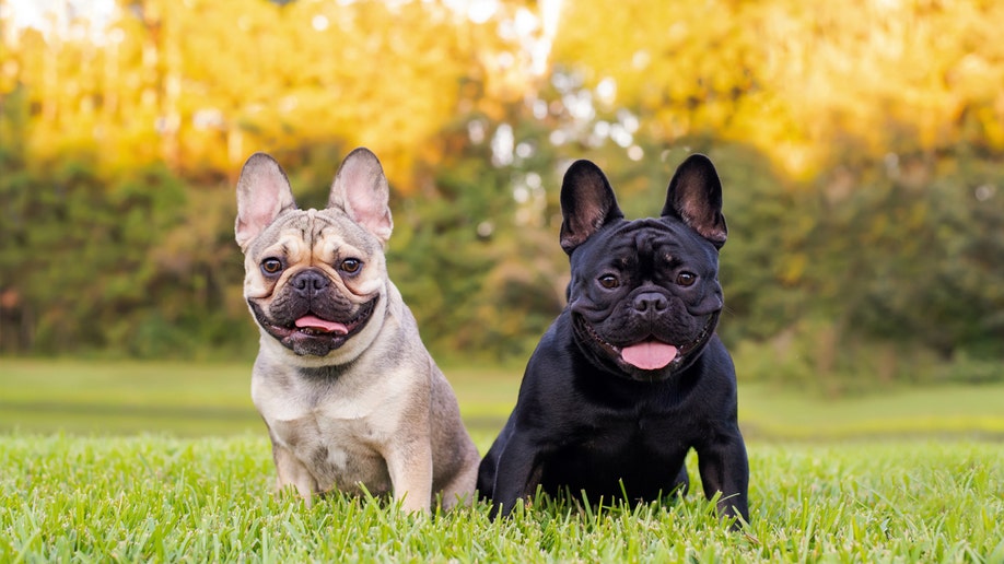 Gold and black French bulldogs