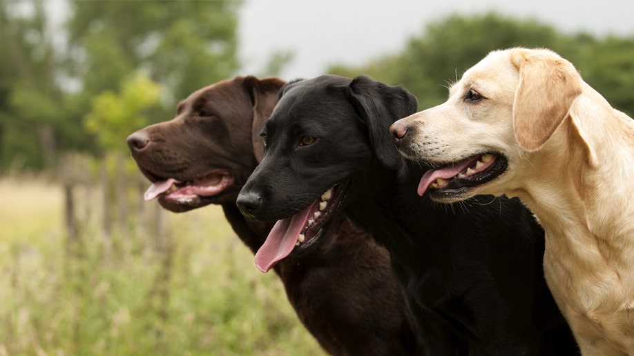 Brown, black and gold Labrador retrievers