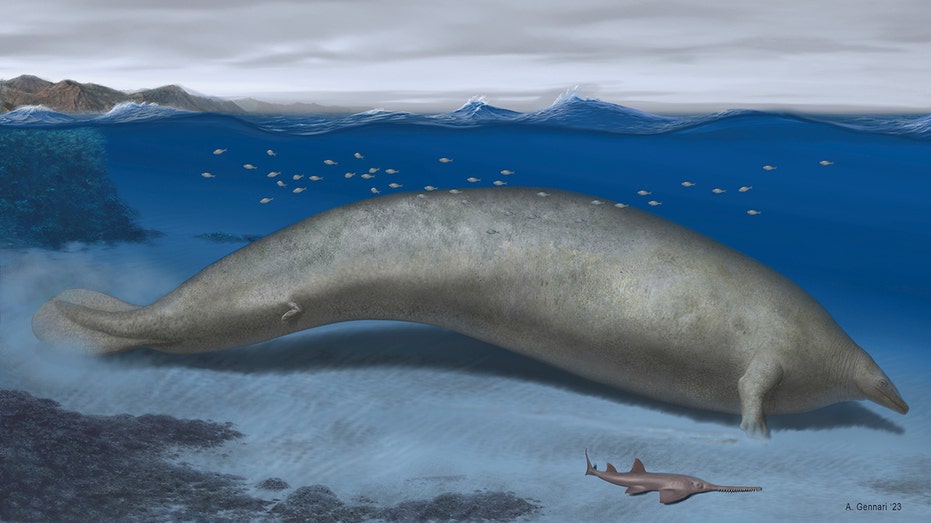 World’s heaviest animal may be ancient whale found in the Peruvian desert, scientists say