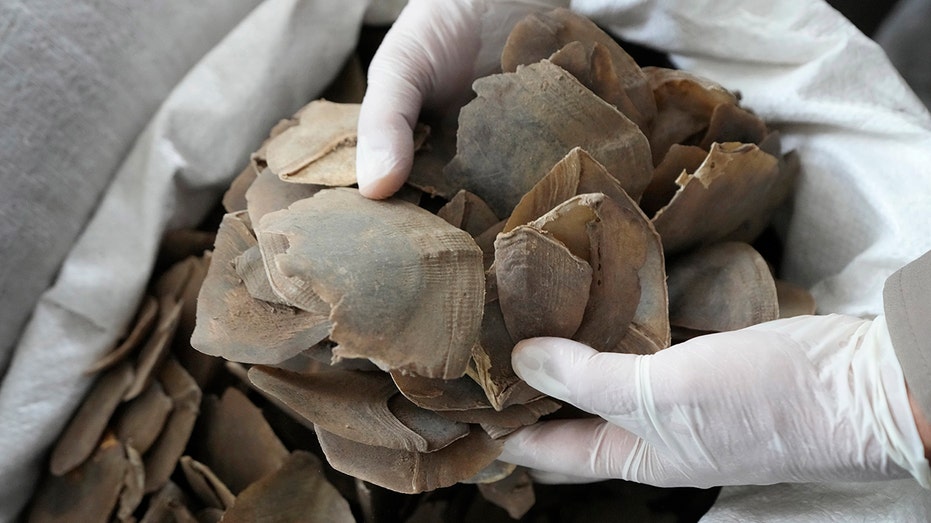 Over $1.4 million worth of pangolin scales were seized by Thai authorities in Kalasin