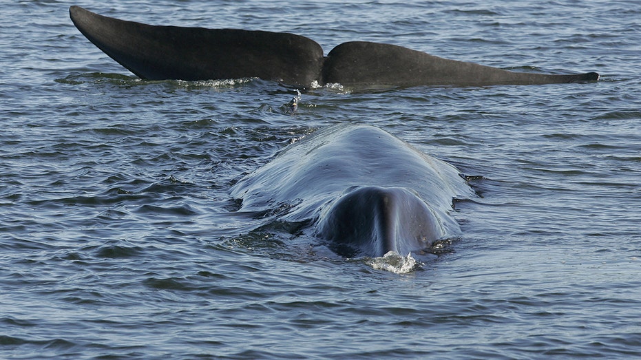 Iceland resumes commercial hunting of fin whales with stricter requirements