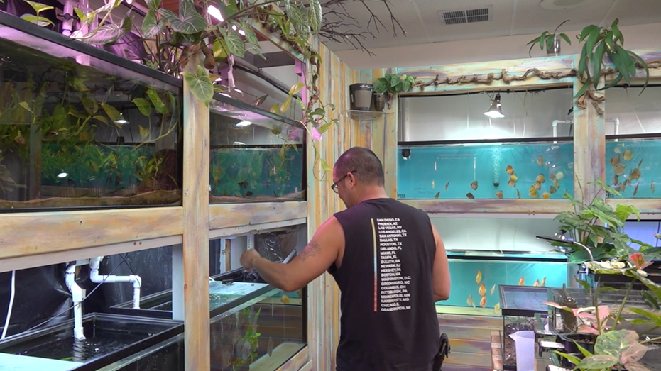 Owner of the fish store is feeding his fish inside the tanks.