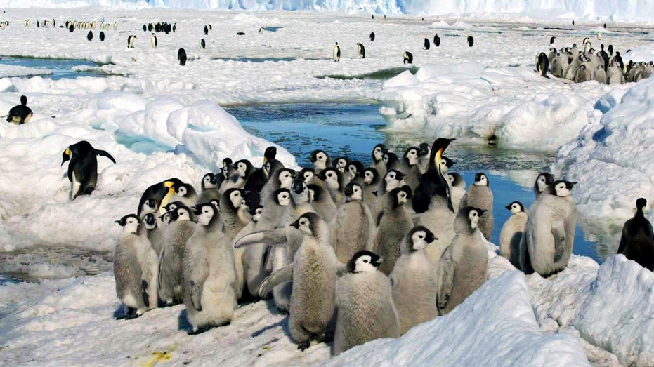 Antarctic ice loss likely wiped out 4 colonies’ worth of emperor penguin chicks, researchers say