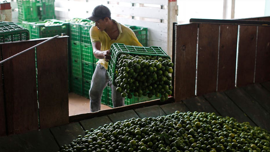 Drug cartels return to western Mexico to extort lime farmers following a vigilante uprising 10 years ago