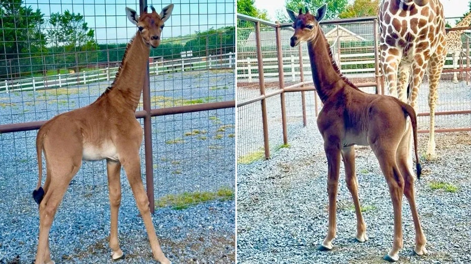 Rare spotless giraffe born at Tennessee zoo believed to be only one in the world
