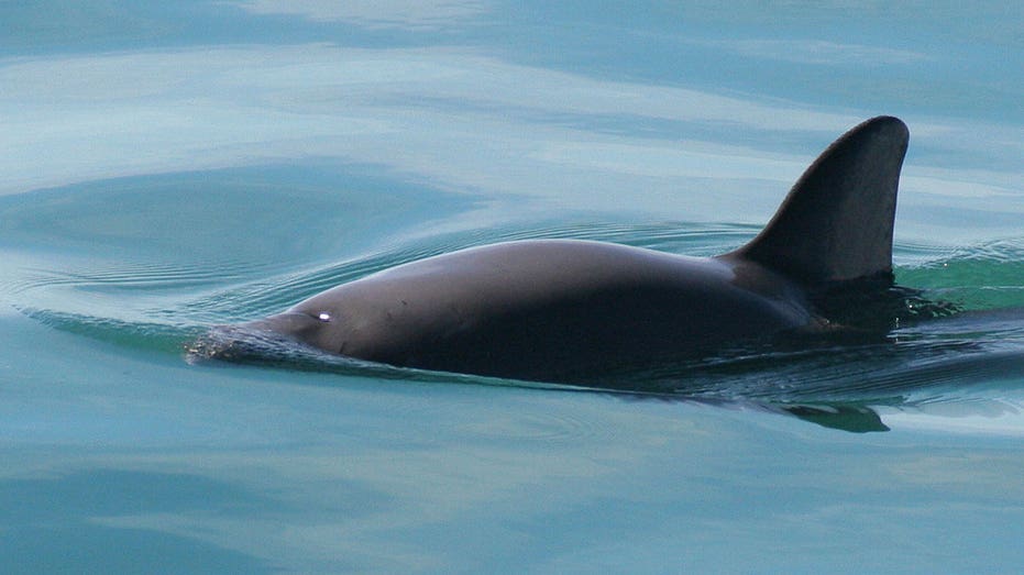 Mexican Navy to conduct net-sinking operation in wider Gulf area to protect endangered vaquita porpoises