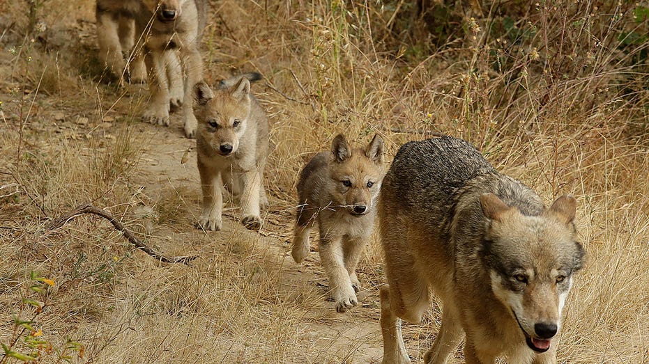 New pack of endangered gray wolves identified in California