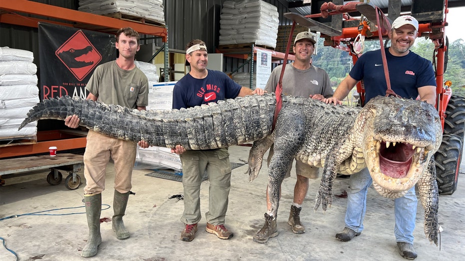 800-pound gator is caught, plus must-see Idalia aerial view