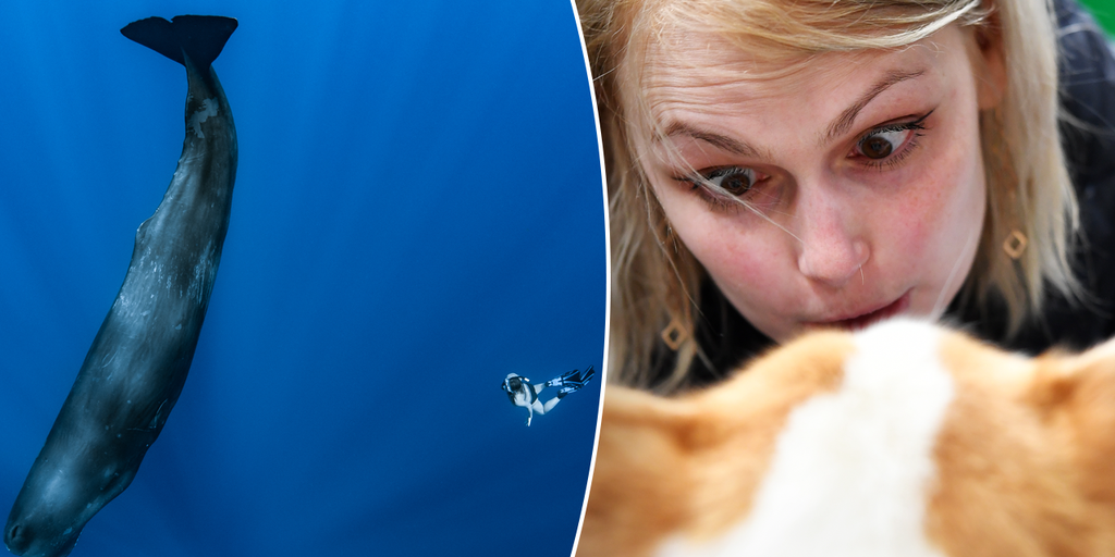 Real life Dr. Dolittle? Scientists on verge of cracking code for talking to animals - Vimarsana News