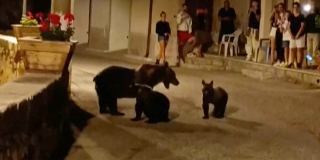Killing of endangered brown bear near national park leaves 2 cubs motherless, sparks outrage in Italy - Vimarsana News