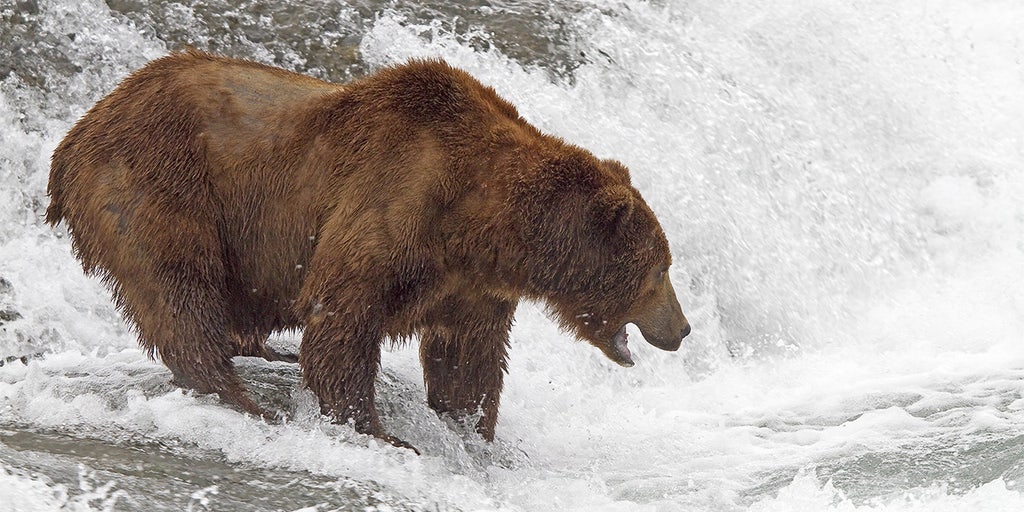 Alaska's beloved 'Fat Bear Week' roars on after government shutdown averted - Vimarsana News