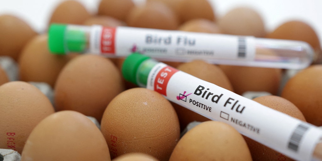 First case of avian flu detected on US commercial poultry farm since April - Vimarsana News