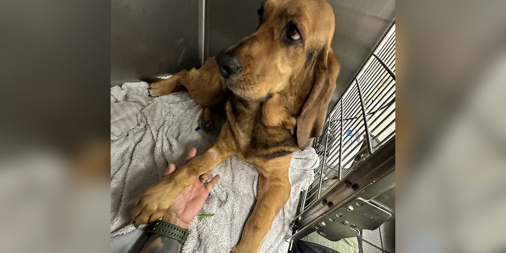 Florida police K-9 recovering after snake bite during training - Vimarsana News