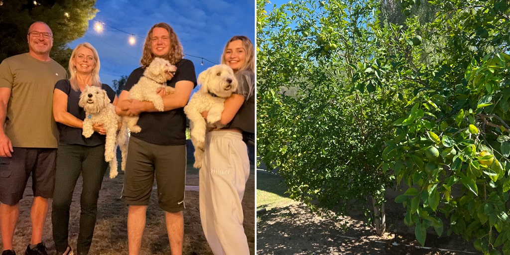Arizona dog who reunited with his family after going missing for 12 years has died - Vimarsana News