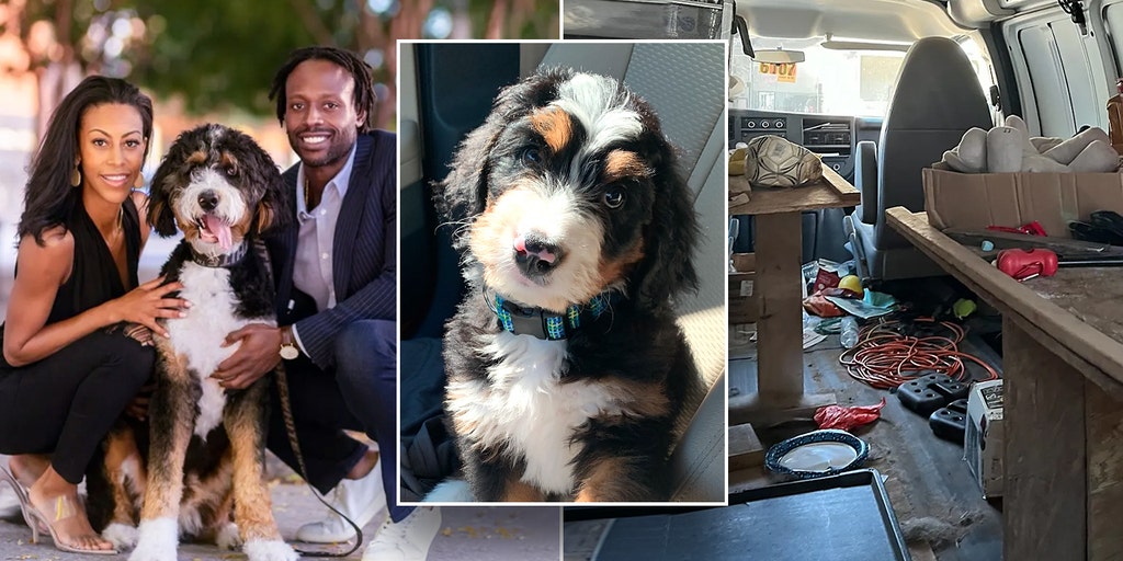 Dog trainer indicted after concealing dog's death for days from newly-wedded owners - Vimarsana News