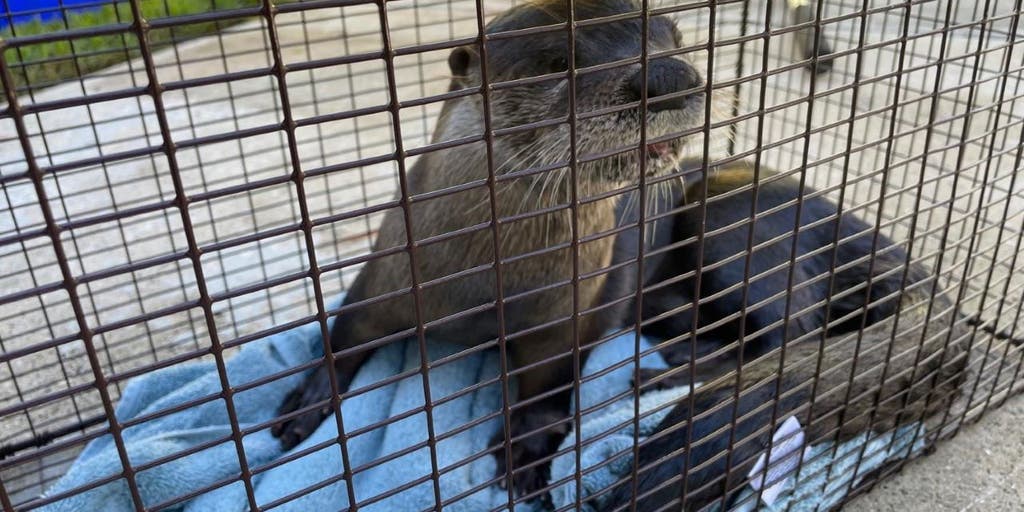 Florida man gets bitten by rabies-infested otter while feeding ducks: officials