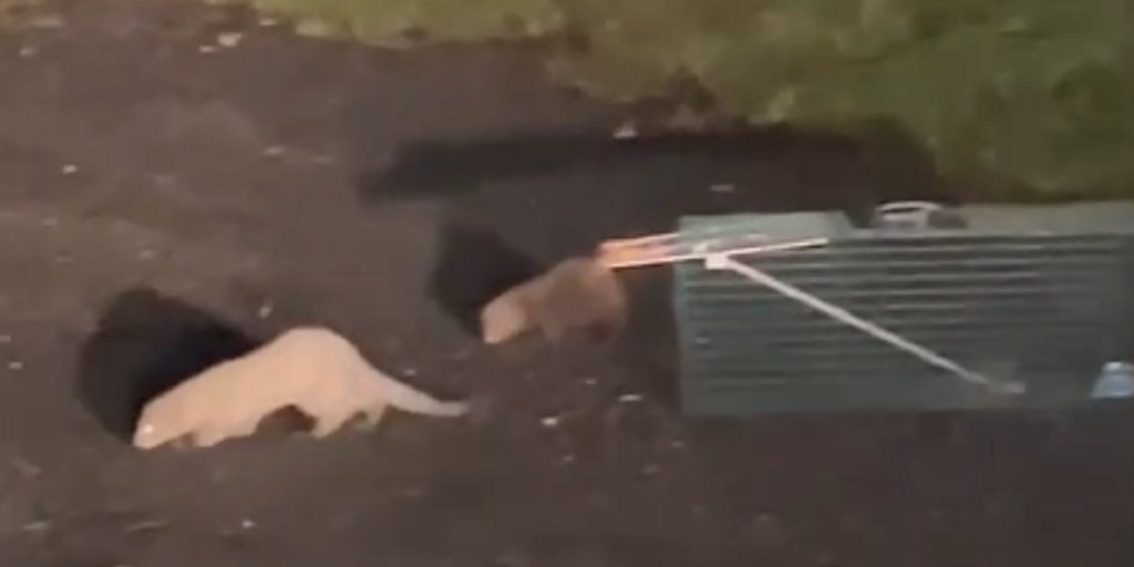Hundreds of minks on the loose in Pennsylvania after massive fur farm release - Vimarsana News