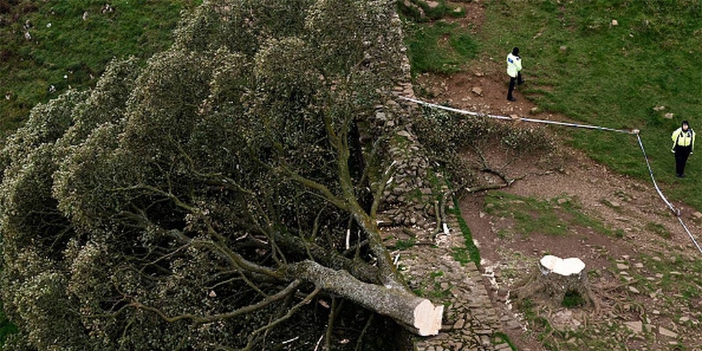 UK police arrest teenager in connection to cutting down ancient tree seen in 'Robin Hood: Prince of Thieves'