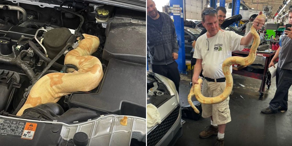 South Carolina auto mechanic discovers 8-foot albino boa coiled around car engine